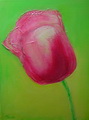 Tulpe