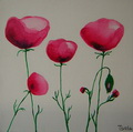 Poppies 3